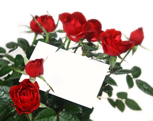 Roses and gift card — Stock Photo, Image