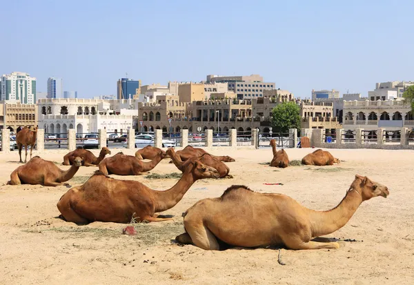 stock image Camels in central Doha, Qatar