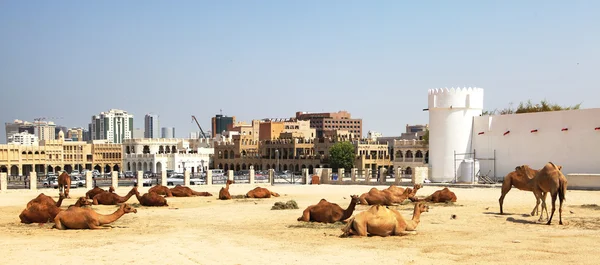 Kamelen rusten in centrale doha — Stockfoto