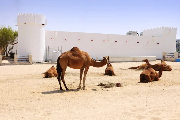 Camellos fuera del fuerte de Doha — Foto de Stock