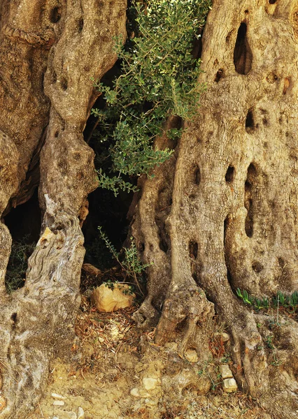 Starożytny pień drzewa oliwnego — Zdjęcie stockowe