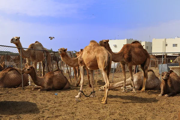 Cammelli al mercato di Doha — Foto Stock