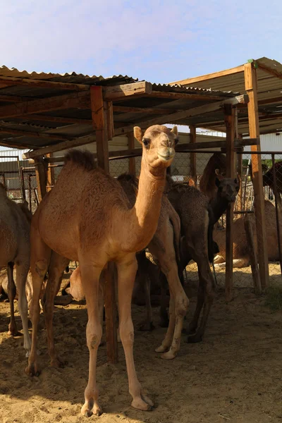 Верблюди на ринку Doha — стокове фото