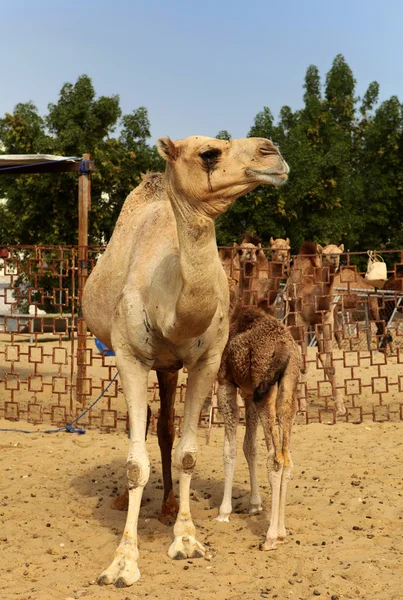Moder kamel - Stock-foto