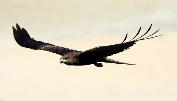 在瓦卡拉、 喀拉拉邦、 印度海滩上空飞行中的黑色风筝. — 图库照片
