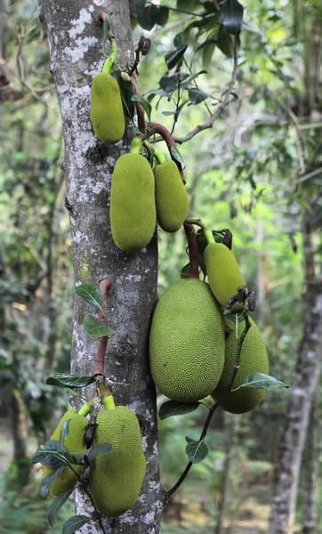 Jackfruit op een boom — Stockfoto