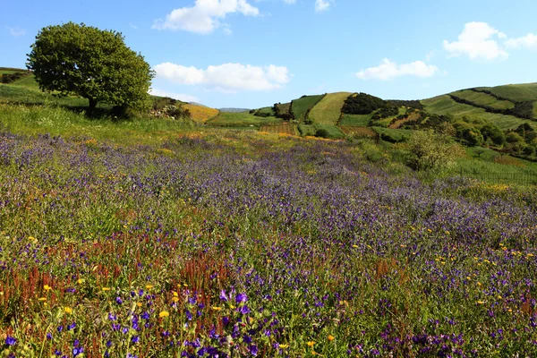 stock image Field of flowers