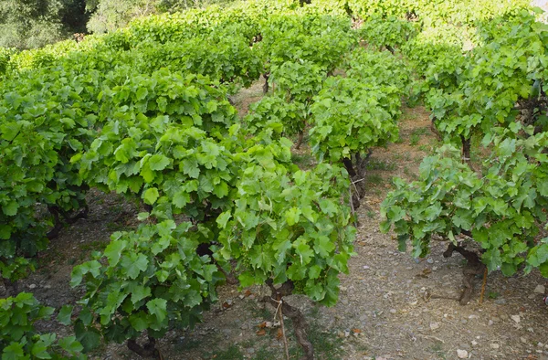 Виноградарство в Греції — стокове фото