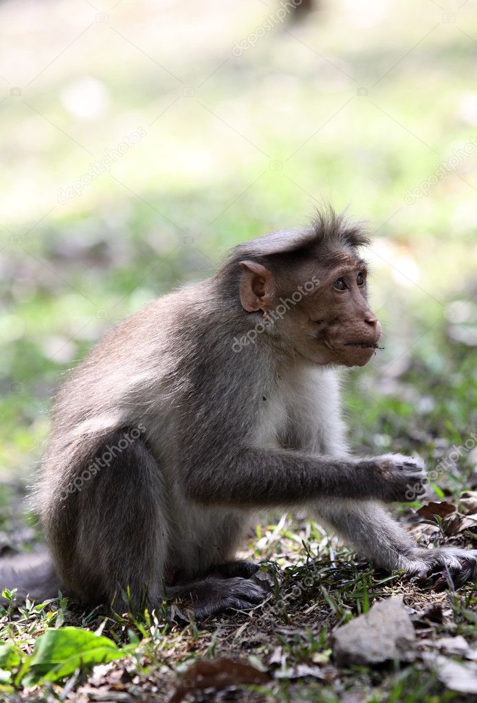 Bonnet macaque feeding