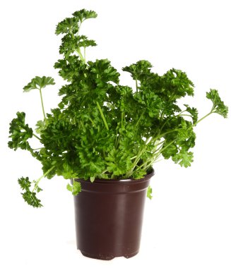 A flowerpot containing fresh English parsley seedlings