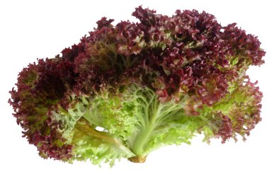 Lollo Rosso lettuce over white clipart