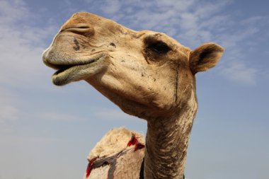 Camel close-up clipart