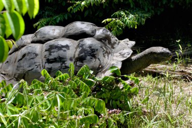 Aldabra dev kaplumbağası.