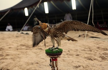 Falcon at Arab bedouin camp clipart