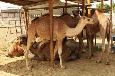 Camels in shade clipart