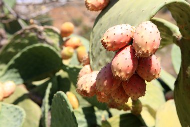 opuntia ficusindica inciri