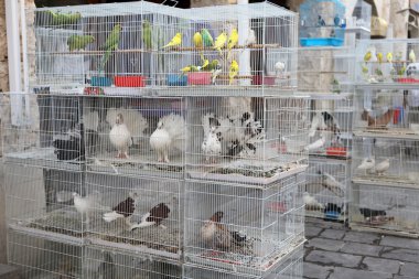 Kafesteki kuş hayvan pazarında