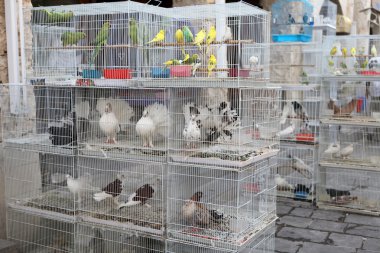 Caged birds in pet market clipart