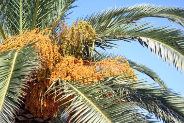 Fruiting Cretan date palm horizontal clipart