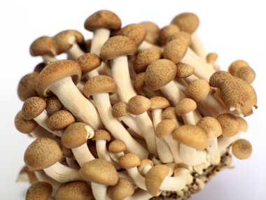 Brown beech mushrooms clipart