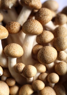 Brown beech mushroom macro clipart