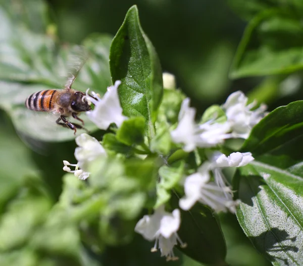 Dwarf honeybee in flight — Stock Photo, Image