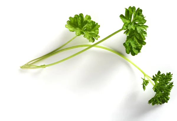 Sprig of parsley over white — Stock Photo, Image