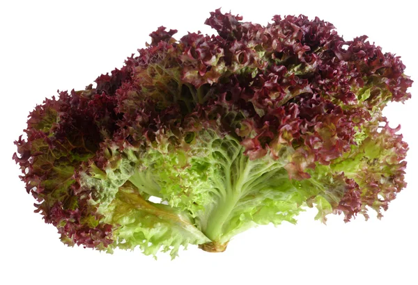 Lollo rosso saláta felett fehér — Stock Fotó