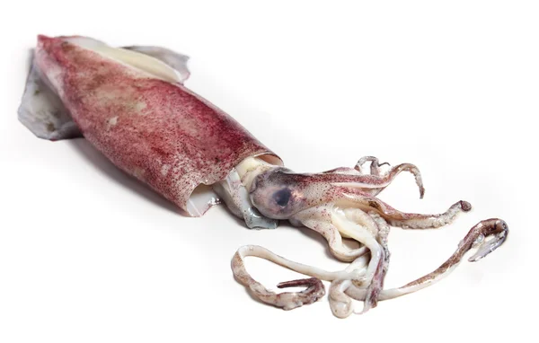 Calamari — Foto Stock