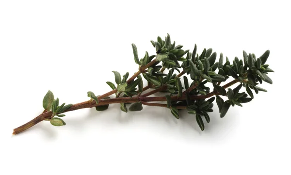 Sprig of thyme — Stock Photo, Image