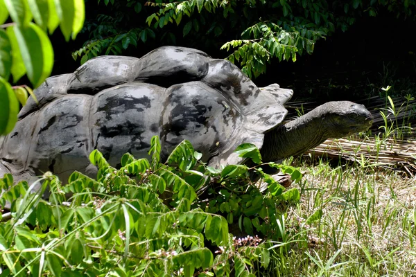 Aldabra giant tortoise — Stock Photo, Image
