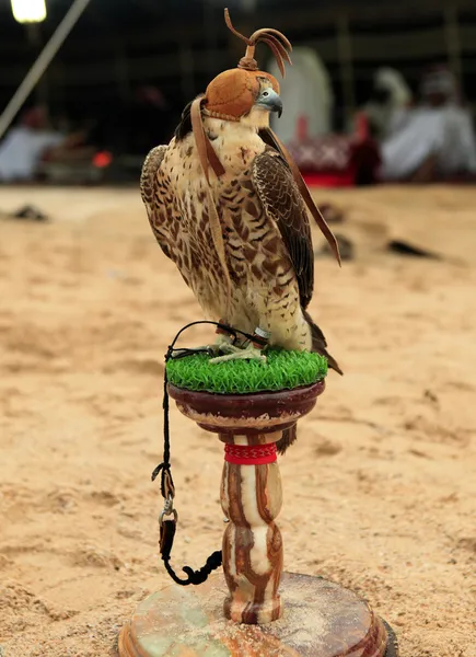 Falcon in een Arabische kamp — Stockfoto