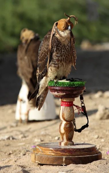 Peregine falcon — Stockfoto