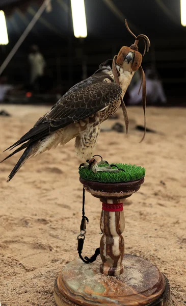 Falcon vue latérale verticale — Photo
