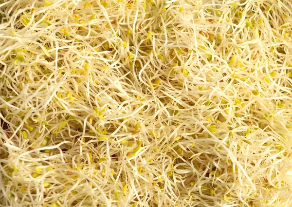 Semillas de alfalfa germinadas para su uso en una salteada, ensalada o sándwich — Foto de Stock