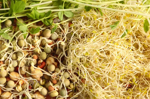 Sprouted seeds — Stock Photo, Image