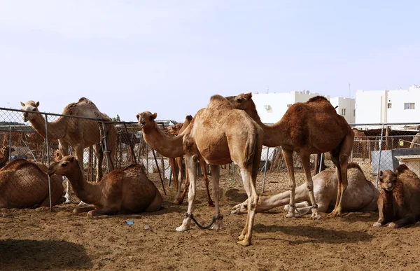 Верблюды в загоне в Дохе — стоковое фото
