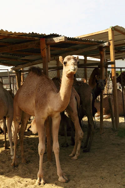 Kamele finden Unterschlupf unter einem provisorischen Schuppen in einem Gehege auf dem Kamelmarkt — Stockfoto