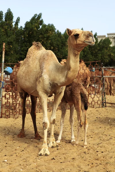 Um camelo cauteloso vigia seu bezerro lanoso no mercado de gado — Fotografia de Stock