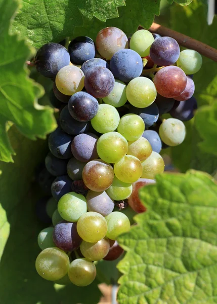 Grapes ripening on the vine — Stock Photo, Image