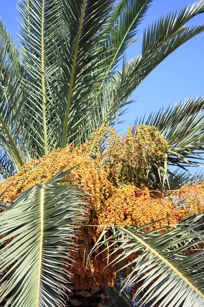 stock image Fruiting Cretan date palm horizontal