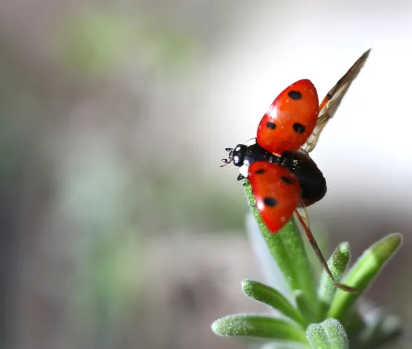 Stock image Ladybird Coccinella septempunctata taking off