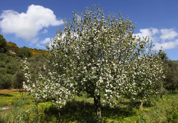 Greek apple tree in Crete — Stock Photo, Image