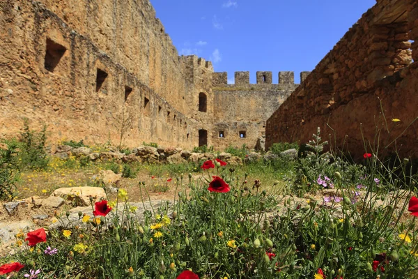 Poppies in castle ruins — Stock Photo, Image