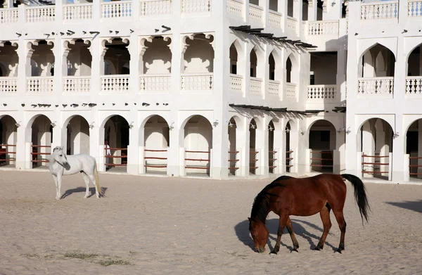 Αραβικά άλογα οριζόντια — Φωτογραφία Αρχείου