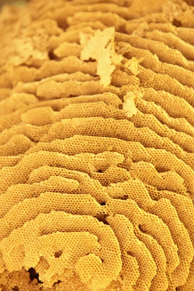 Arany méhsejt háttér — Stock Fotó