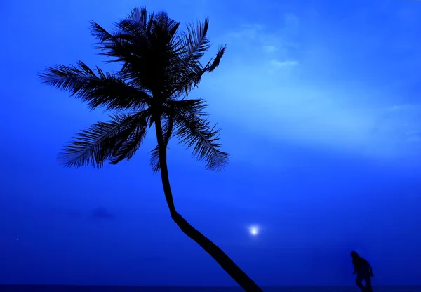 Silhouet van Palm en runner — Stockfoto