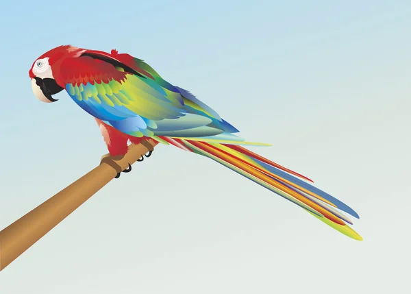 Rode papegaai illustratie vector — Stockvector