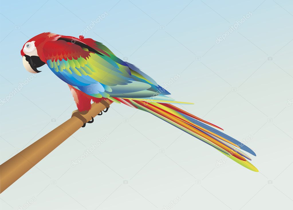 Red parrot illustration vector