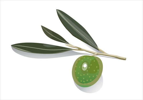 Olive on branch — Stock Vector
